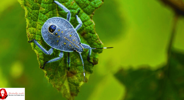 stink bug spiritual meaning