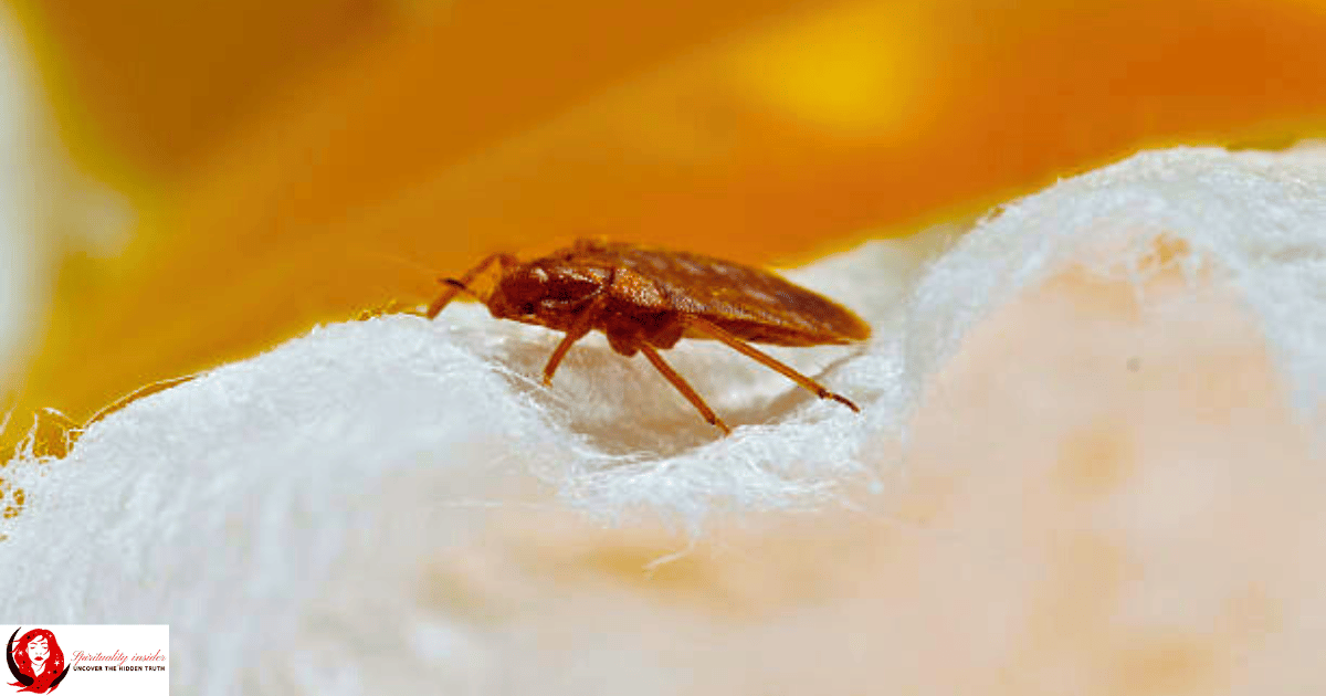 A Bed Bug on a bed sheet