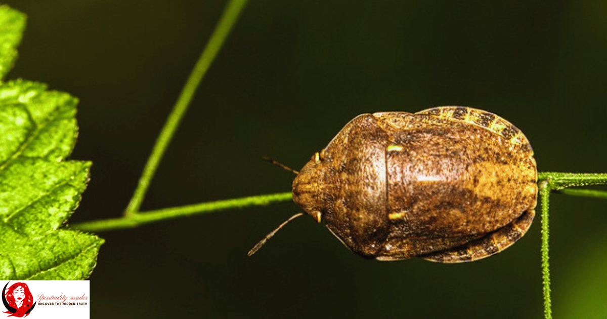 Image of a stink bug sitting on a plant stem