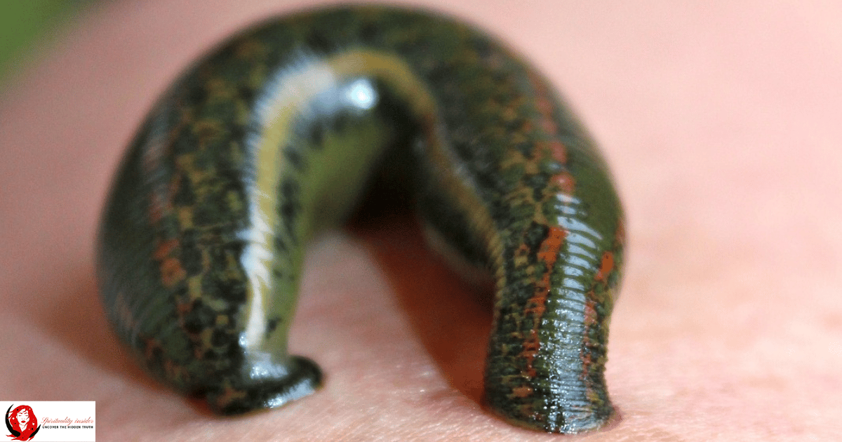 Leech sucking blood
