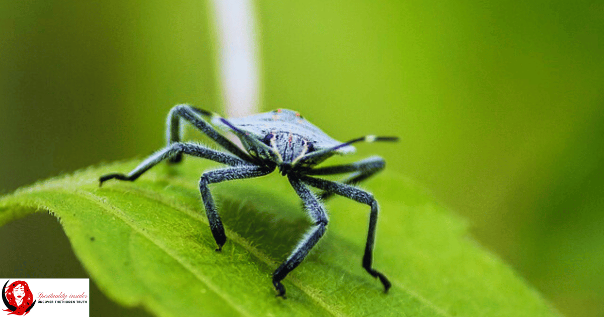 a gray coloured stink bug sitting on a green leaf
