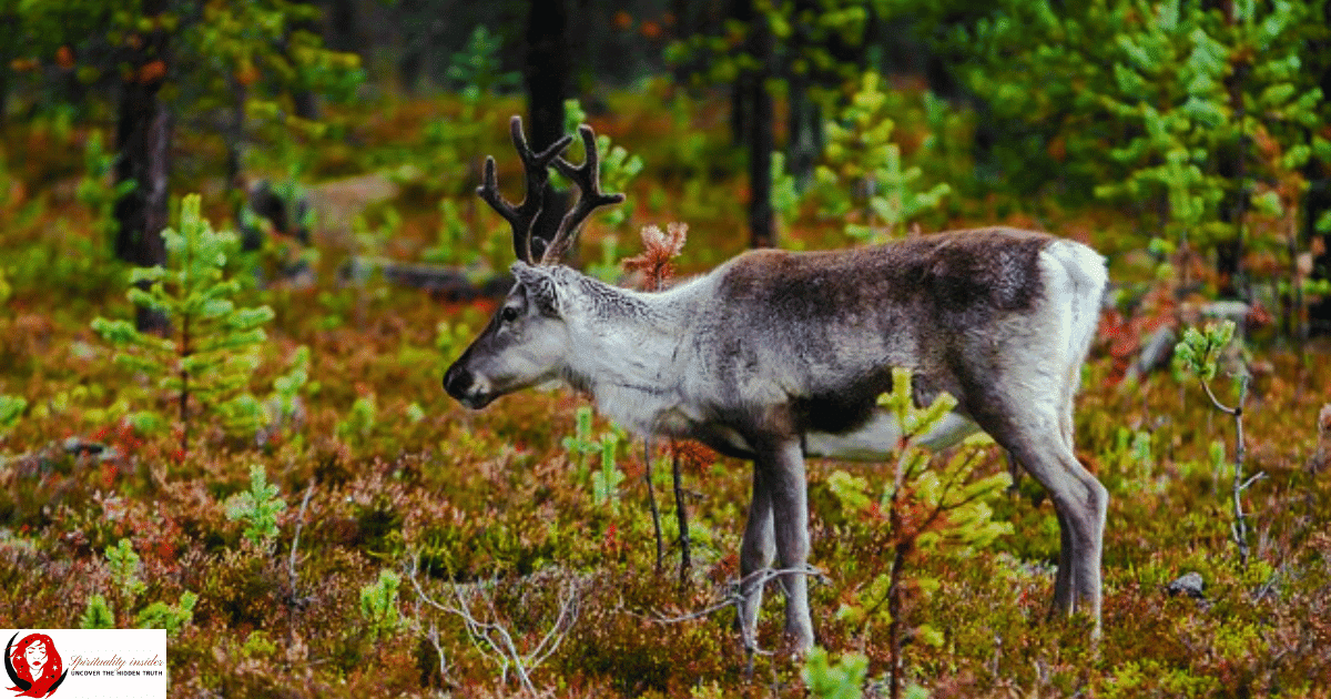 adult deer grazing in jungle