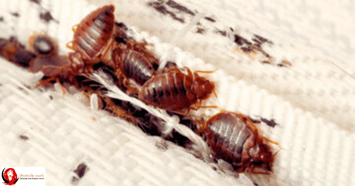 ugly looking bed bugs n bed