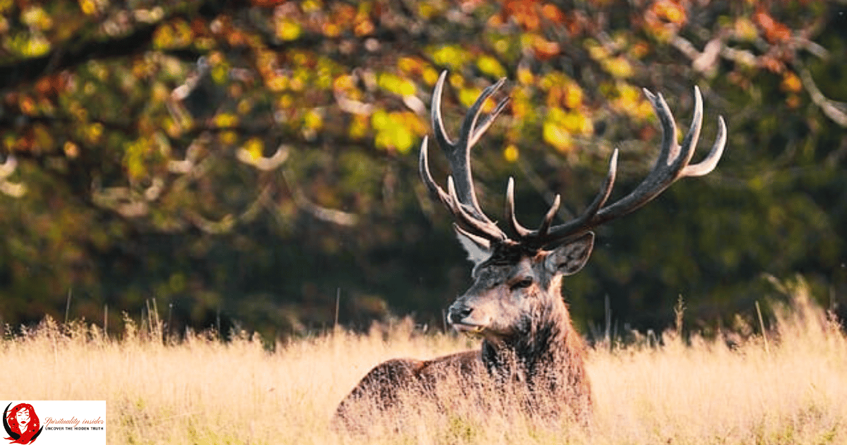 portrait image of a deer sitting in brown grass