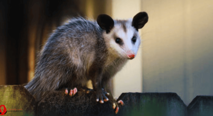 Possum spiritual meaning