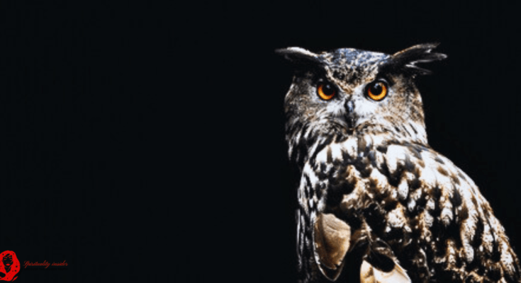 Seeing an owl at night spiritual meaning