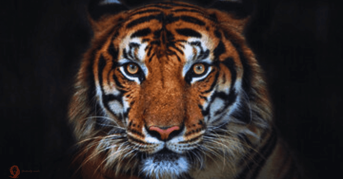 tiger dream meaning