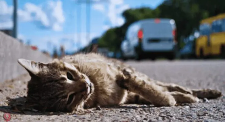 Dream of cat dying