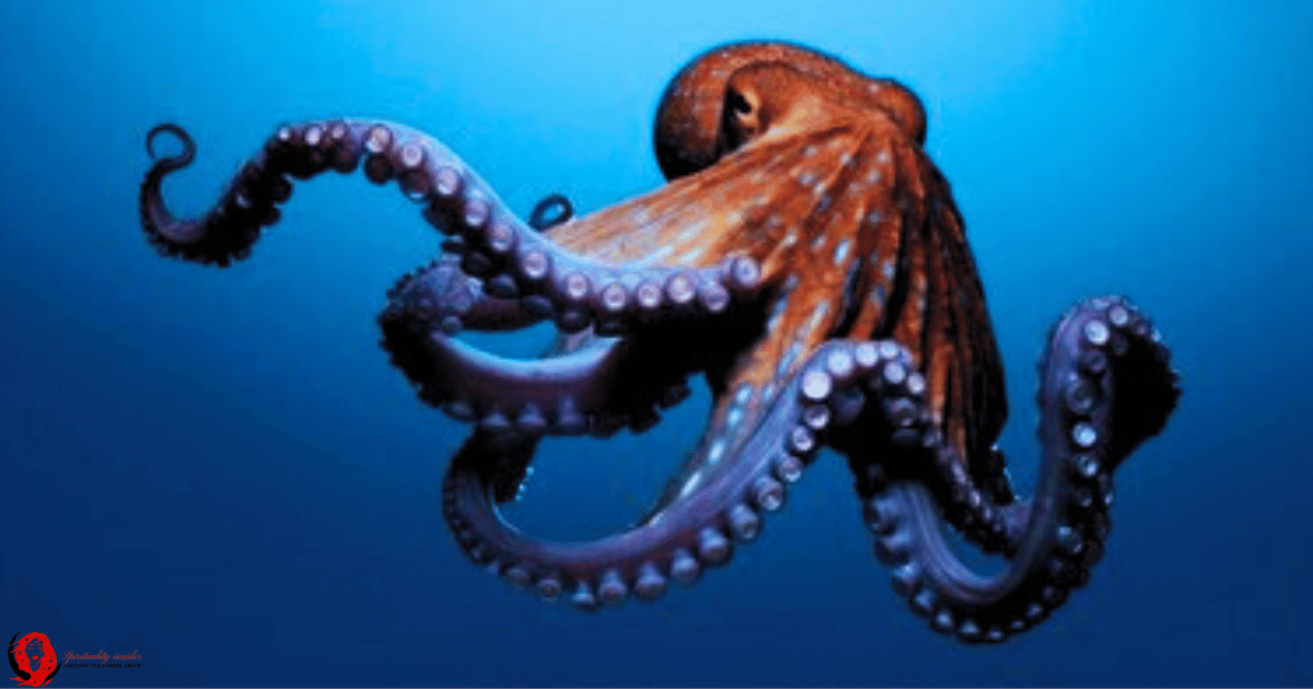 octopus in dreams