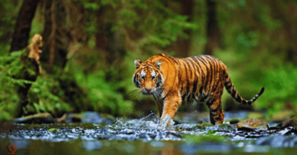 dream a tiger