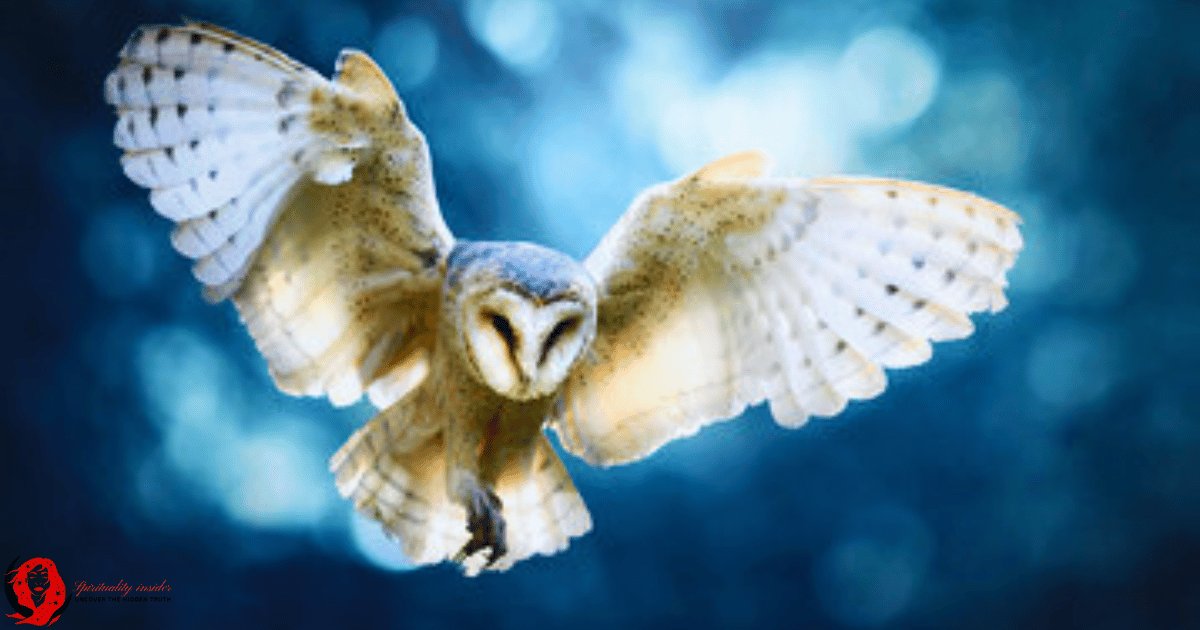 A white owl