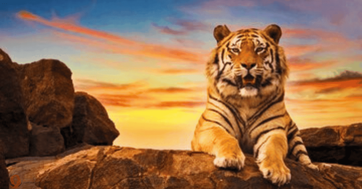 tiger in dream meaning