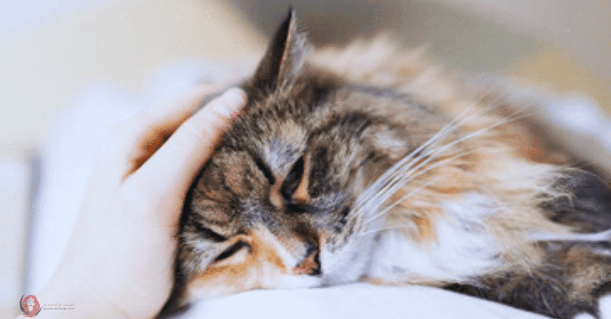 Dream of a cat dying