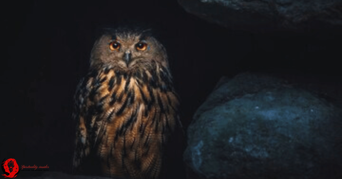 An owl sitting in a dark place