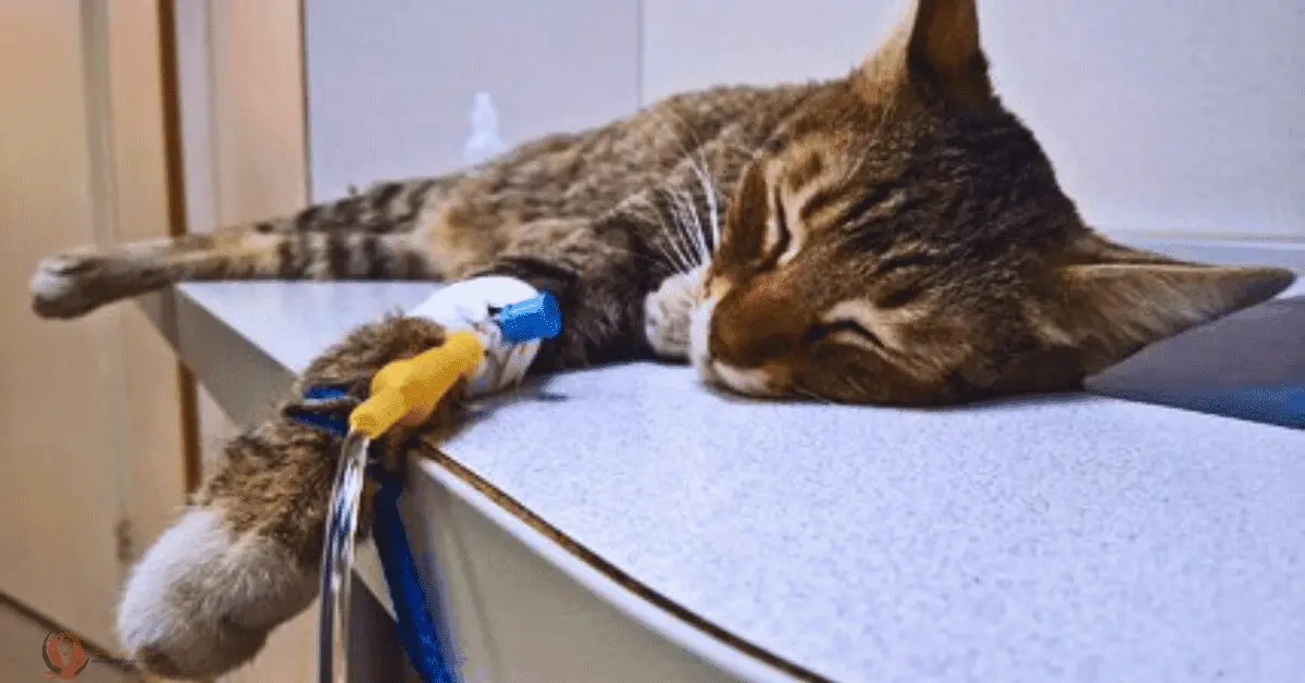 Dream of my cat dying