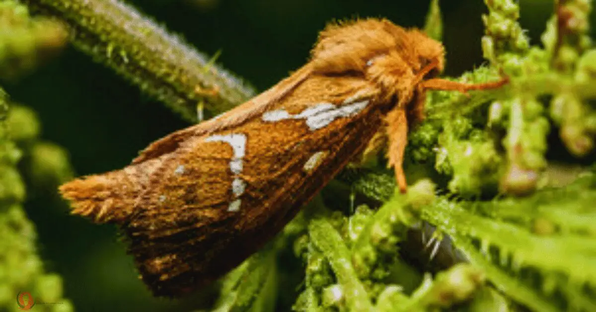Brown moth on a green branch