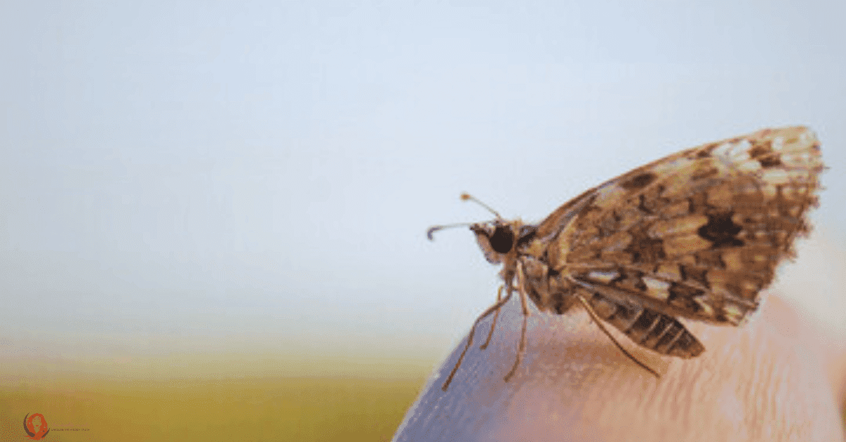 brown moth symbolism