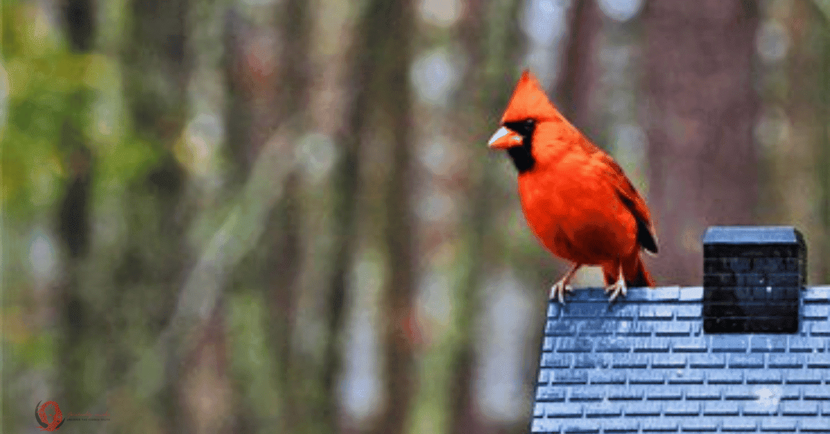 red cardinal on top of a roof