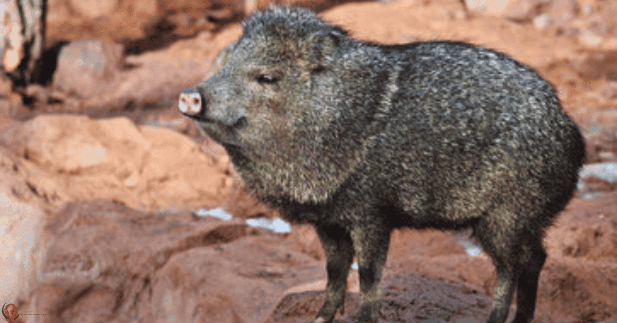 Javelina in a wild