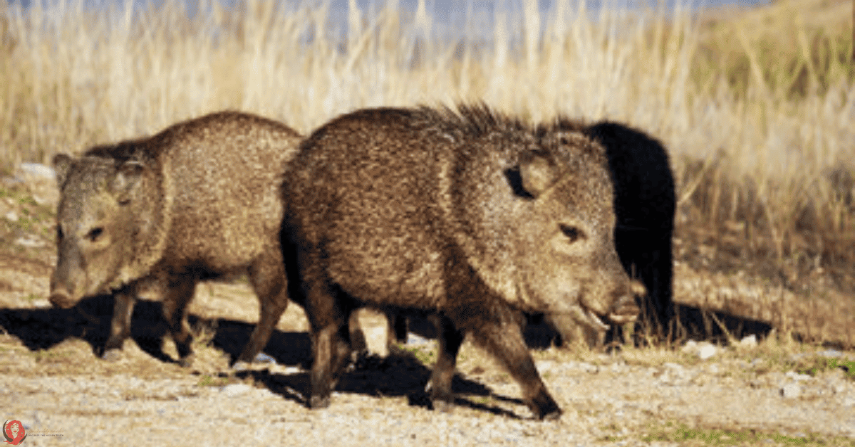 Spirit animal Javelina