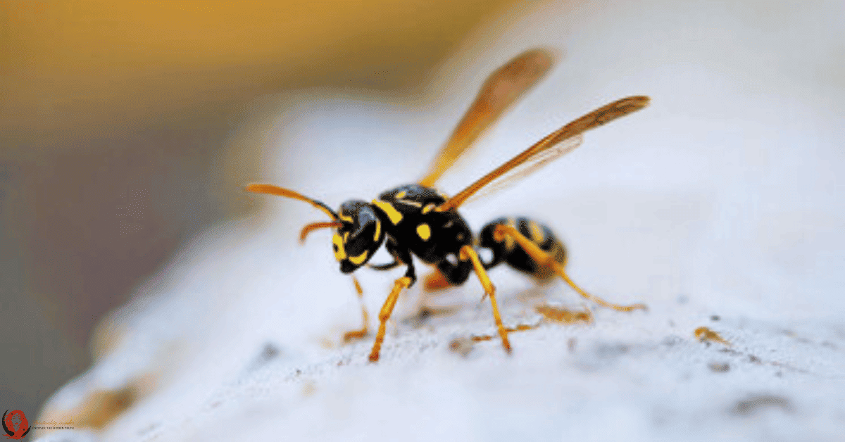 spiritual meaning of a yellow jacket