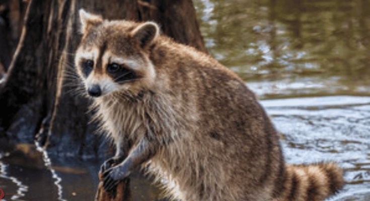 spiritual meaning of a raccoon in your path