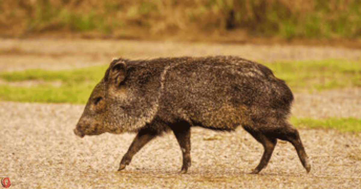 Baby Javelina in a wild
