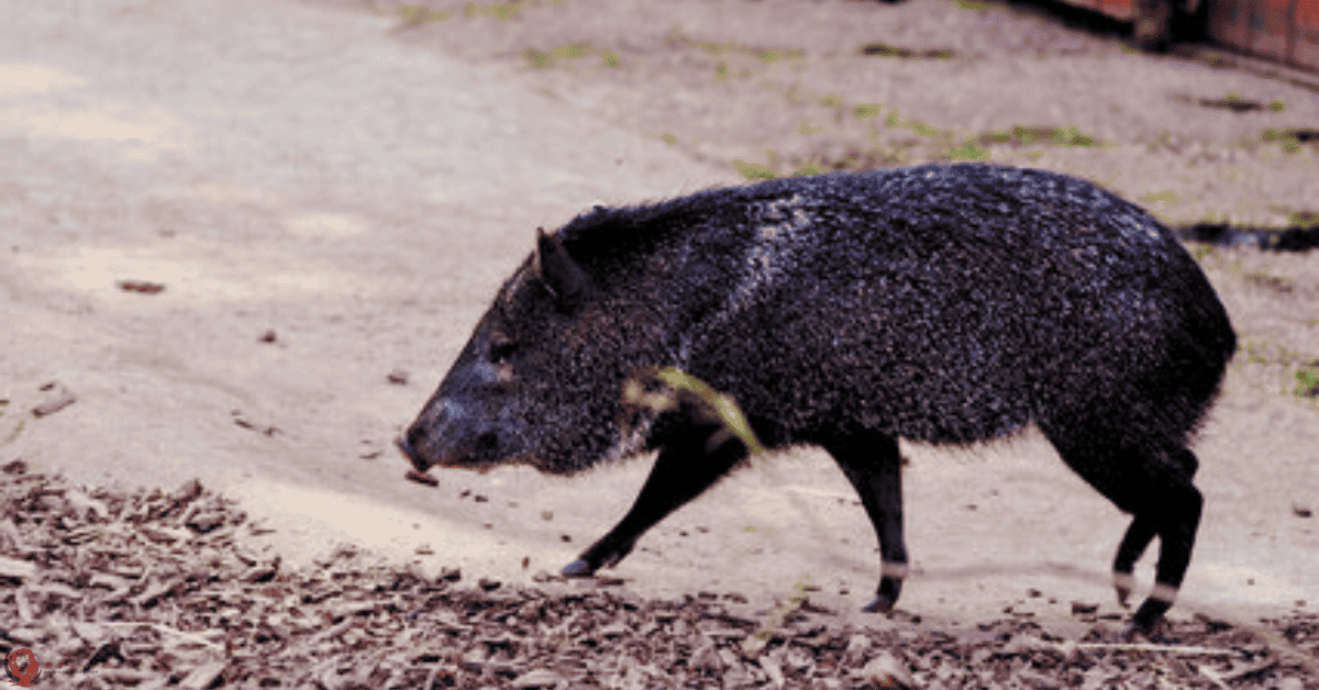 spiritual meaning of javelina