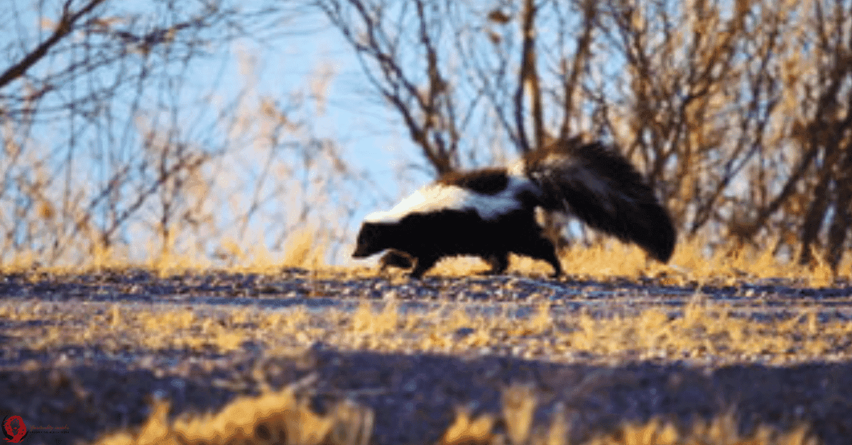 Skunk in dreams