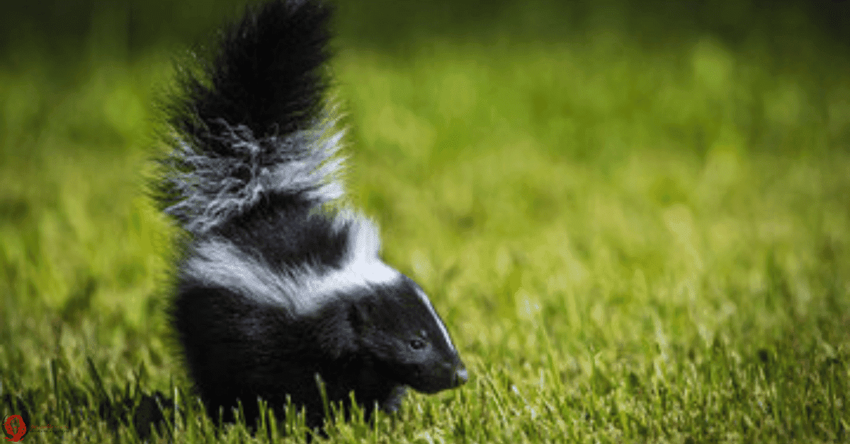 Skunk spiritual meaning