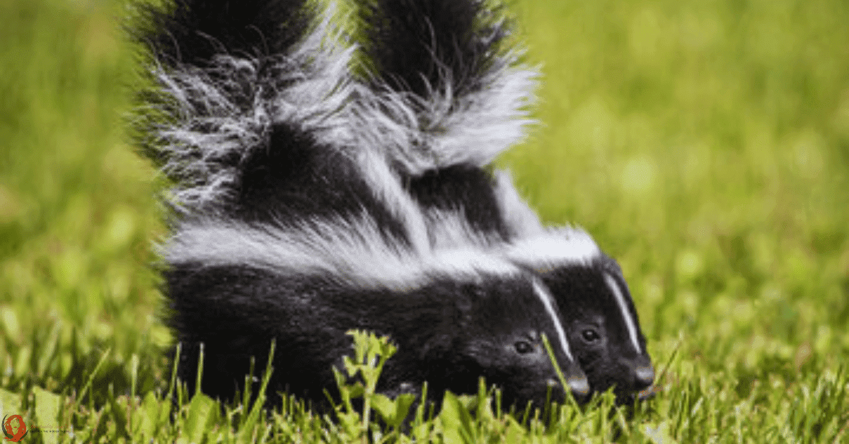 Spiritual meaning of skunk