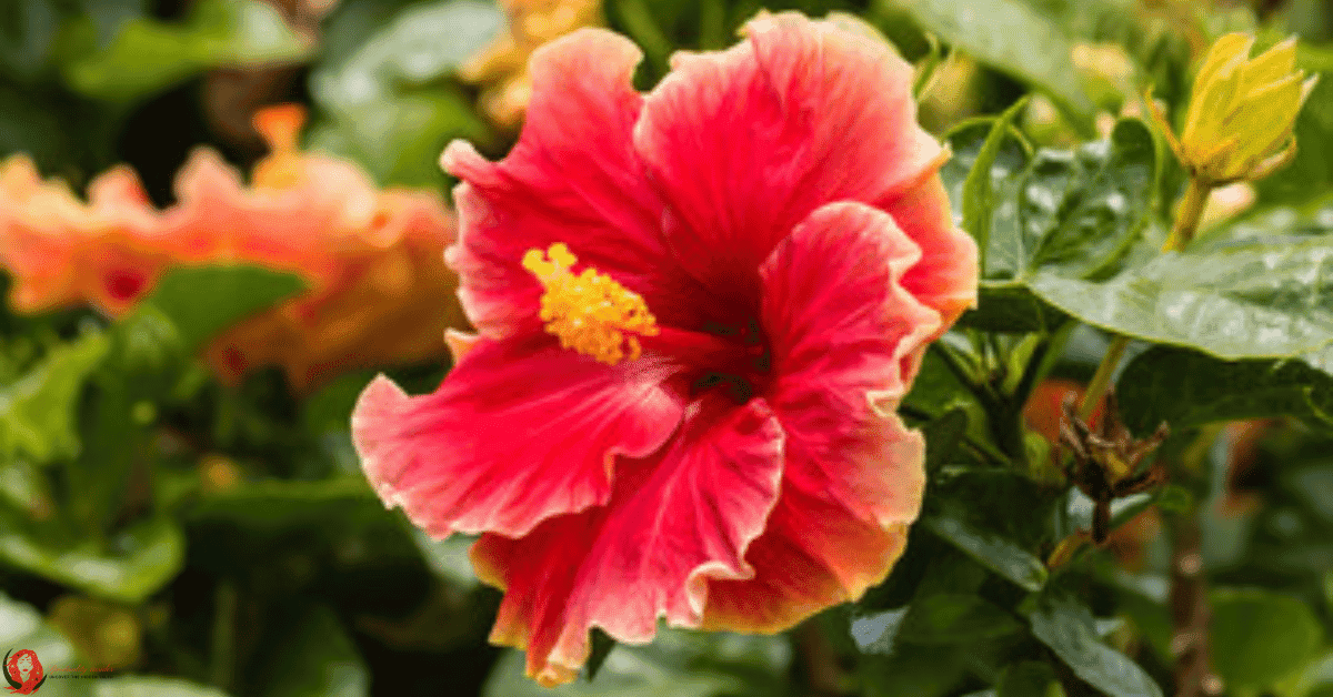 red hibiscus flower spiritual meaning