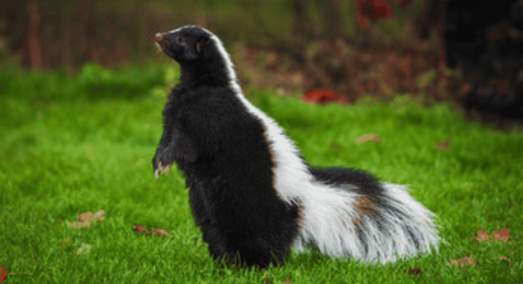 spiritual meaning of a skunk crossing your path