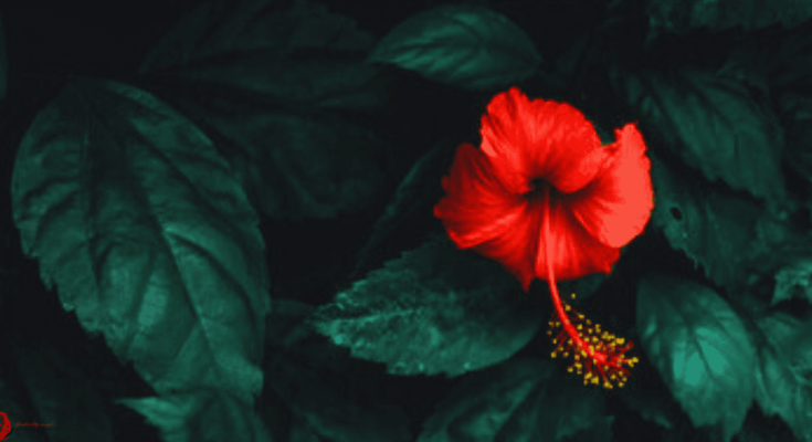 spiritual meaning of hibiscus