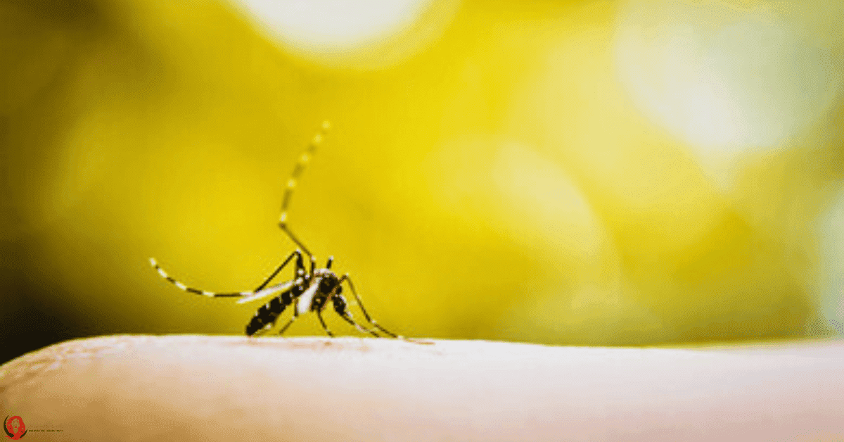 what do mosquitoes mean spiritually