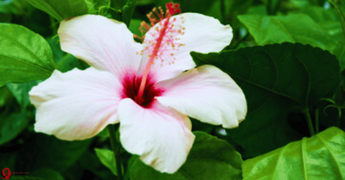 white hibiscus flower spiritual meaning