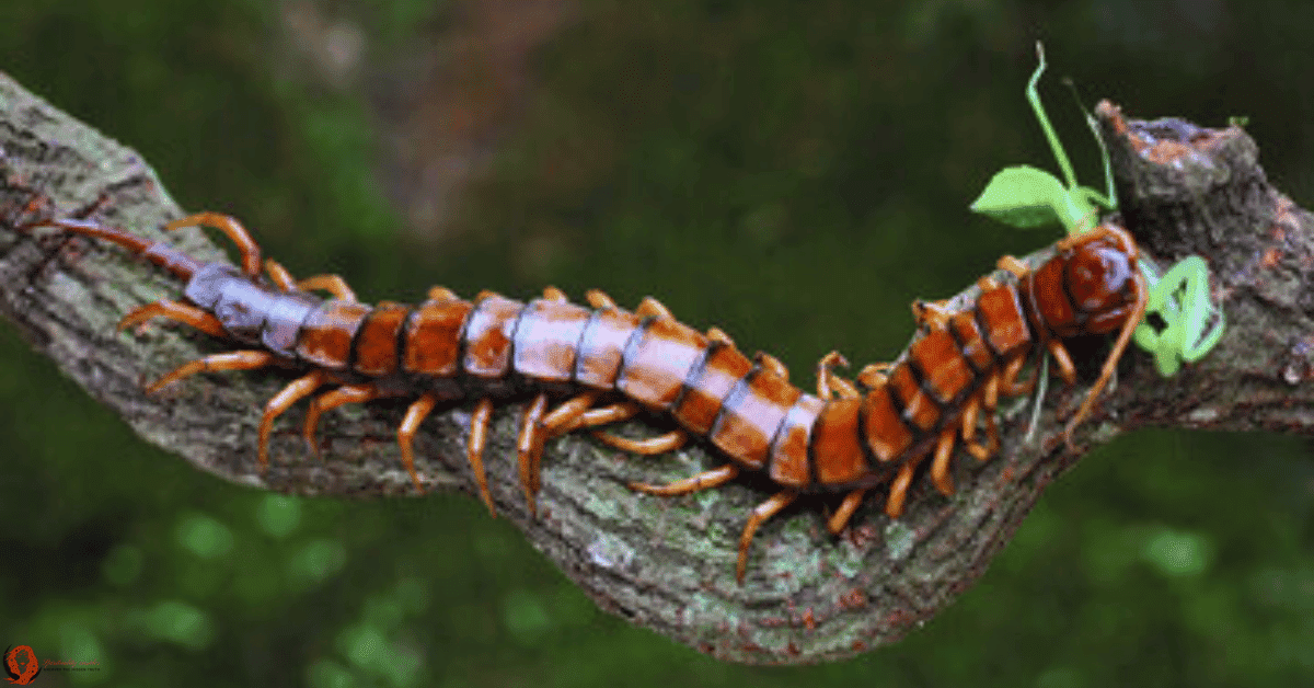 dreaming of a giant centipedes