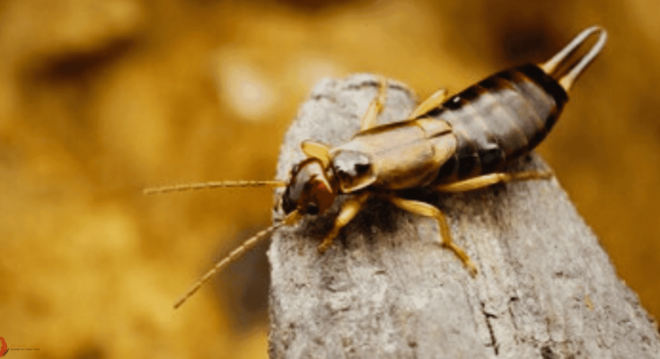 earwig spiritual meaning