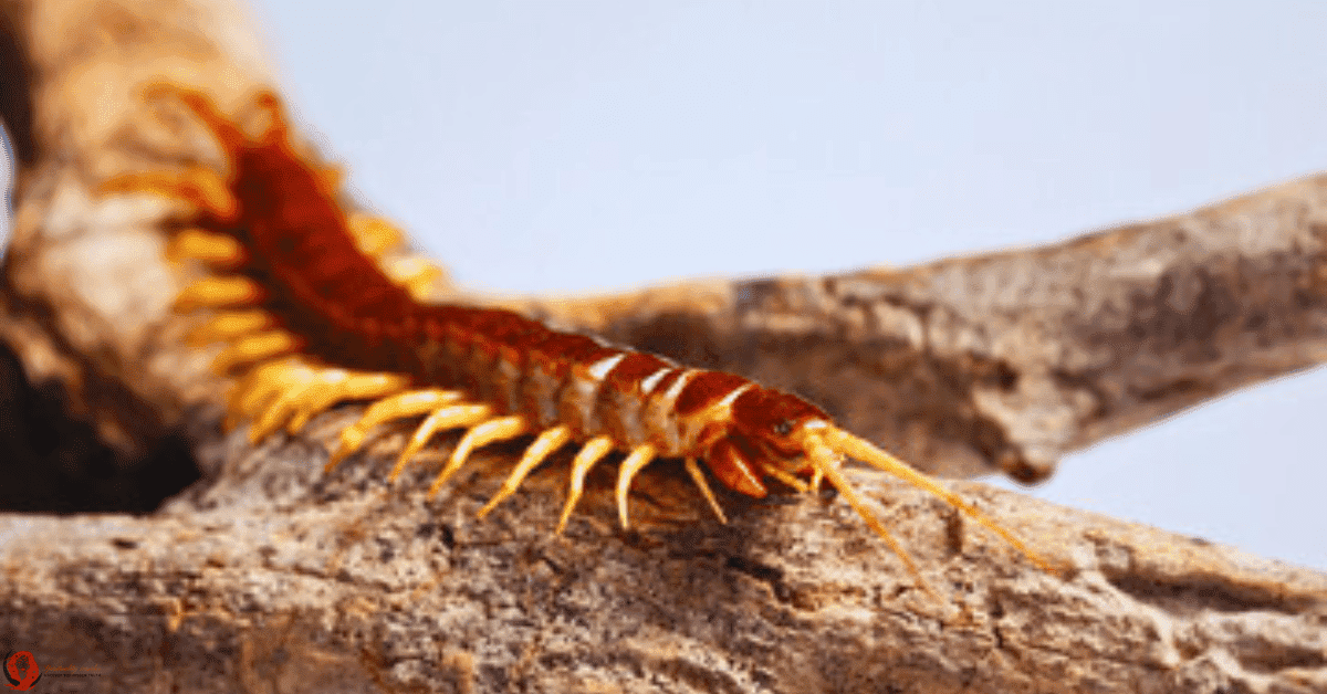 what do centipedes symbolize