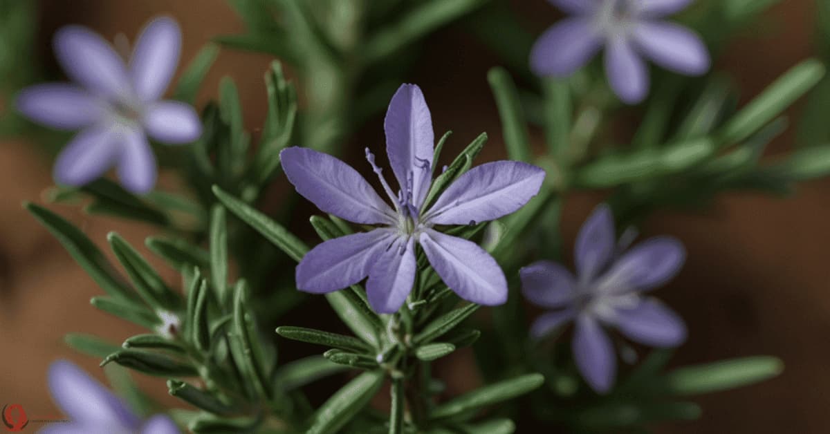 Spiritual meaning of rosemary