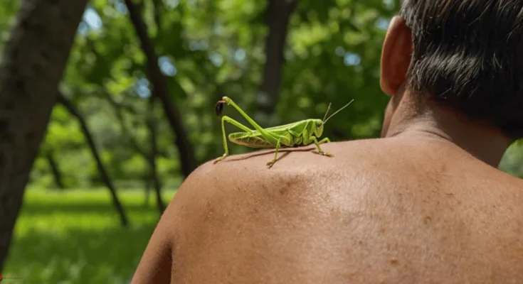 Spiritual Meaning of Grasshopper Landing on You
