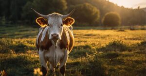Cow in dream