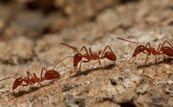 Dream of red ants